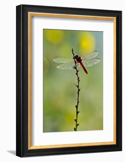 Roseate Skimmer Dragonfly Resting on Perch, Texas, USA-Larry Ditto-Framed Photographic Print