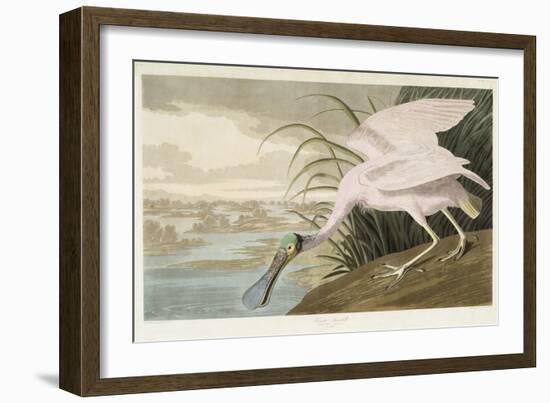 Roseate Spoonbill, 1836 (Hand-Coloured Aquatint on Wove Paper)-John James Audubon-Framed Giclee Print