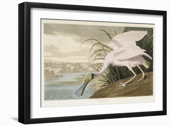 Roseate Spoonbill, 1836 (Hand-Coloured Aquatint on Wove Paper)-John James Audubon-Framed Giclee Print