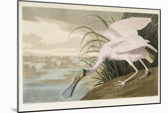 Roseate Spoonbill, 1836 (Hand-Coloured Aquatint on Wove Paper)-John James Audubon-Mounted Giclee Print