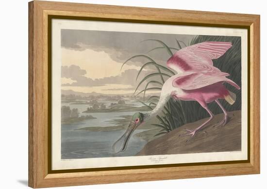 Roseate Spoonbill, 1836-John James Audubon-Framed Premier Image Canvas