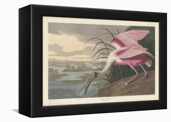Roseate Spoonbill, 1836-John James Audubon-Framed Premier Image Canvas