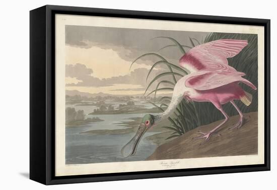 Roseate Spoonbill, 1836-John James Audubon-Framed Premier Image Canvas