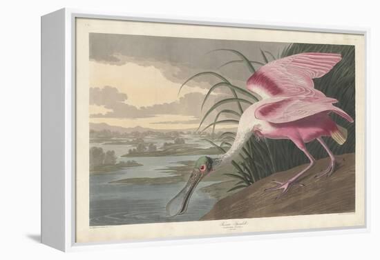 Roseate Spoonbill, 1836-John James Audubon-Framed Premier Image Canvas