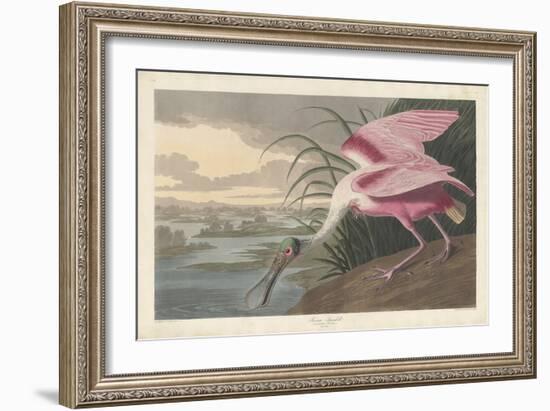 Roseate Spoonbill, 1836-John James Audubon-Framed Giclee Print