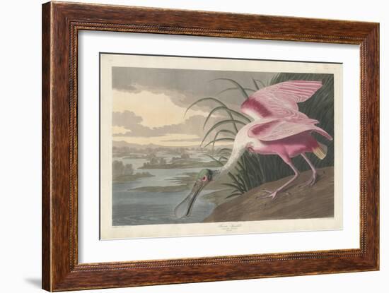 Roseate Spoonbill, 1836-John James Audubon-Framed Giclee Print