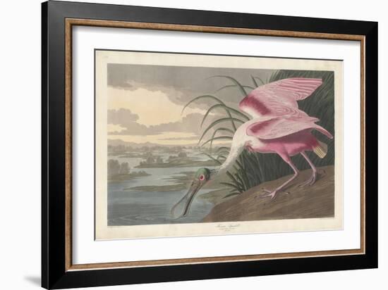 Roseate Spoonbill, 1836-John James Audubon-Framed Giclee Print