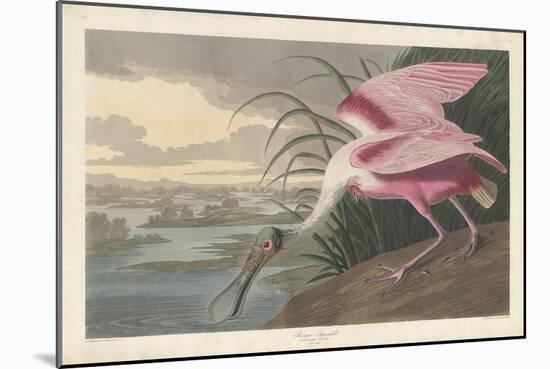 Roseate Spoonbill, 1836-John James Audubon-Mounted Giclee Print