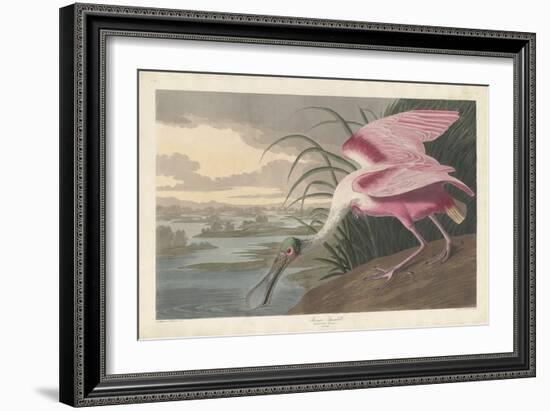 Roseate Spoonbill, 1836-John James Audubon-Framed Giclee Print