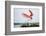 Roseate Spoonbill (Ajaia Ajaja) Adult Landing, Texas, USA-Larry Ditto-Framed Photographic Print