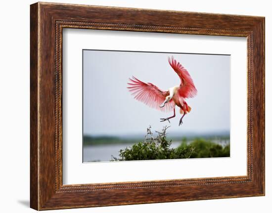 Roseate Spoonbill (Ajaia Ajaja) Adult Landing, Texas, USA-Larry Ditto-Framed Photographic Print