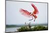 Roseate Spoonbill (Ajaia Ajaja) Adult Landing, Texas, USA-Larry Ditto-Mounted Photographic Print