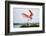 Roseate Spoonbill (Ajaia Ajaja) Adult Landing, Texas, USA-Larry Ditto-Framed Photographic Print