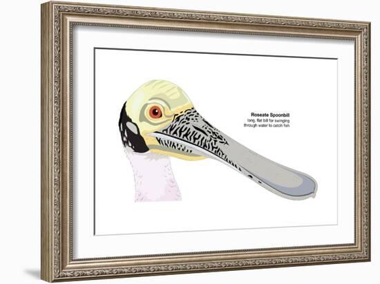 Roseate Spoonbill (Ajaia Ajaja), Birds-Encyclopaedia Britannica-Framed Art Print