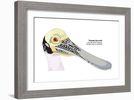 Roseate Spoonbill (Ajaia Ajaja), Birds-Encyclopaedia Britannica-Framed Art Print