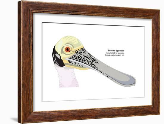 Roseate Spoonbill (Ajaia Ajaja), Birds-Encyclopaedia Britannica-Framed Art Print