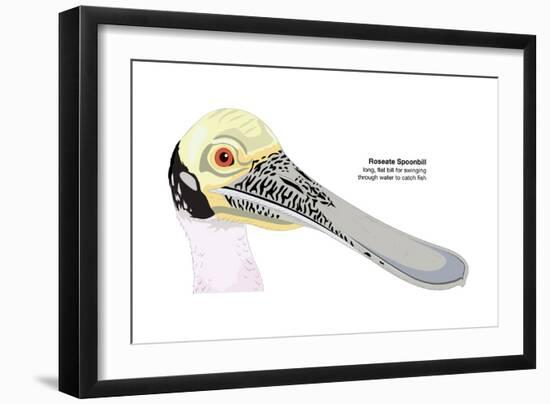 Roseate Spoonbill (Ajaia Ajaja), Birds-Encyclopaedia Britannica-Framed Art Print