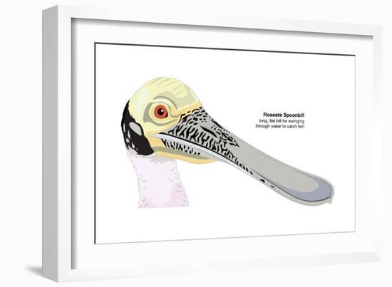 Roseate Spoonbill (Ajaia Ajaja), Birds-Encyclopaedia Britannica-Framed Art Print