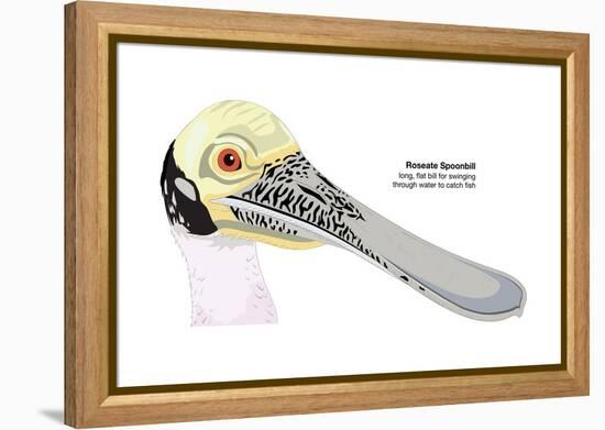 Roseate Spoonbill (Ajaia Ajaja), Birds-Encyclopaedia Britannica-Framed Stretched Canvas