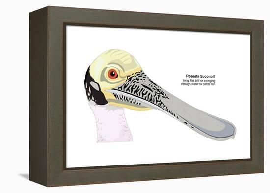 Roseate Spoonbill (Ajaia Ajaja), Birds-Encyclopaedia Britannica-Framed Stretched Canvas