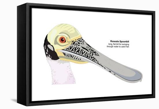 Roseate Spoonbill (Ajaia Ajaja), Birds-Encyclopaedia Britannica-Framed Stretched Canvas