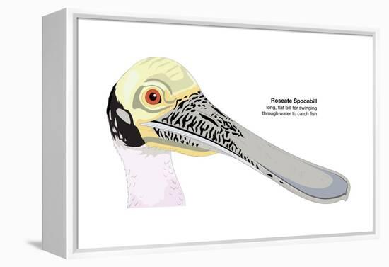 Roseate Spoonbill (Ajaia Ajaja), Birds-Encyclopaedia Britannica-Framed Stretched Canvas