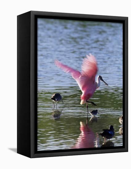 Roseate Spoonbill (Ajaia Ajaja), J. N. "Ding" Darling National Wildlife Refuge, Florida-James Hager-Framed Premier Image Canvas