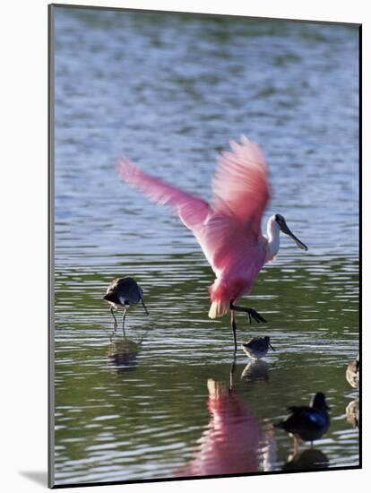 Roseate Spoonbill (Ajaia Ajaja), J. N. "Ding" Darling National Wildlife Refuge, Florida-James Hager-Mounted Photographic Print