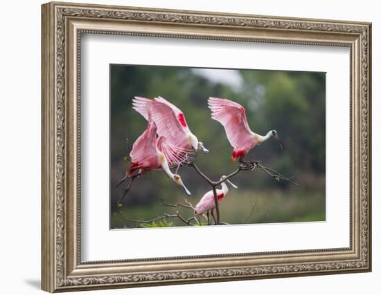 Roseate Spoonbill (Ajaia Ajaja) Landing on Perch at High Island, Texas-Larry Ditto-Framed Photographic Print