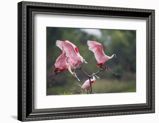 Roseate Spoonbill (Ajaia Ajaja) Landing on Perch at High Island, Texas-Larry Ditto-Framed Photographic Print