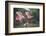 Roseate Spoonbill (Ajaia Ajaja) Landing on Perch at High Island, Texas-Larry Ditto-Framed Photographic Print