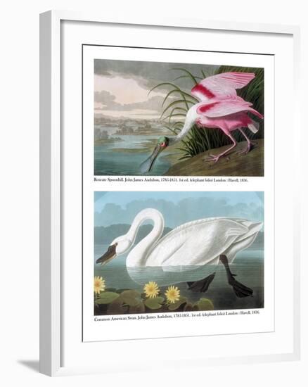 Roseate Spoonbill and Common American Swan, 1836-John James Audubon-Framed Giclee Print