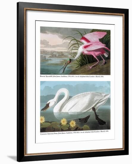 Roseate Spoonbill and Common American Swan, 1836-John James Audubon-Framed Giclee Print