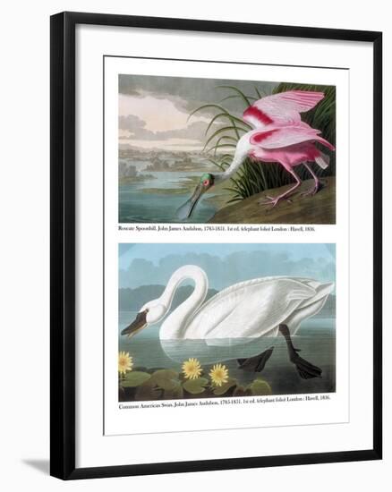Roseate Spoonbill and Common American Swan, 1836-John James Audubon-Framed Giclee Print