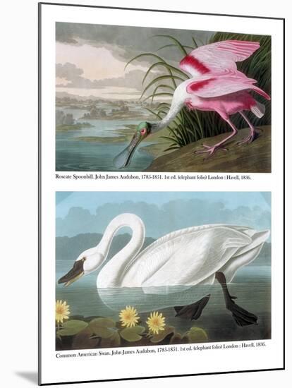 Roseate Spoonbill and Common American Swan, 1836-John James Audubon-Mounted Giclee Print