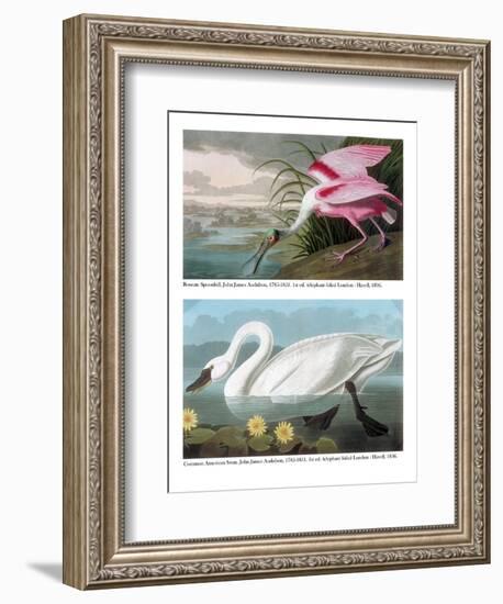 Roseate Spoonbill and Common American Swan, 1836-John James Audubon-Framed Giclee Print