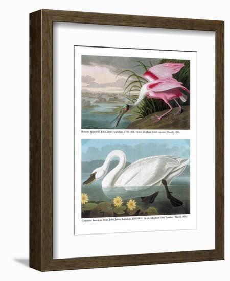 Roseate Spoonbill and Common American Swan, 1836-John James Audubon-Framed Giclee Print