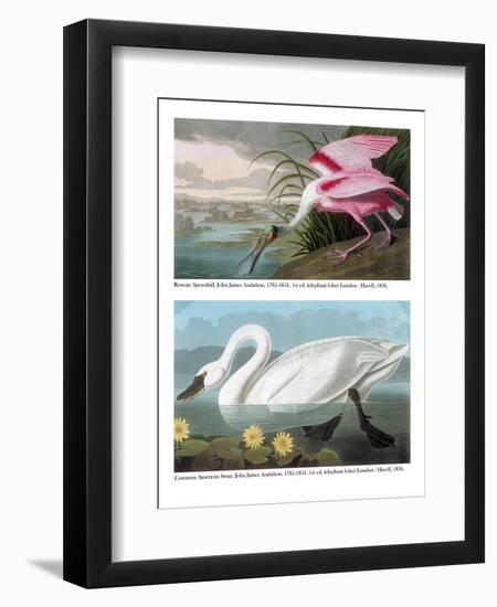 Roseate Spoonbill and Common American Swan, 1836-John James Audubon-Framed Giclee Print