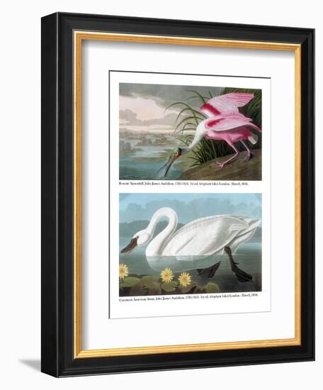 Roseate Spoonbill and Common American Swan, 1836-John James Audubon-Framed Giclee Print