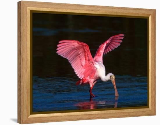 Roseate Spoonbill, Ding Darling National Wildlife Refuge, Sanibel Island, Florida, USA-Charles Sleicher-Framed Premier Image Canvas