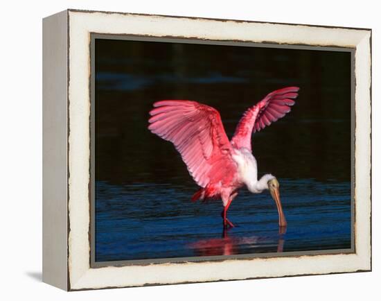 Roseate Spoonbill, Ding Darling National Wildlife Refuge, Sanibel Island, Florida, USA-Charles Sleicher-Framed Premier Image Canvas