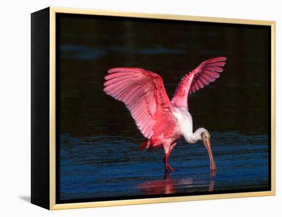 Roseate Spoonbill, Ding Darling National Wildlife Refuge, Sanibel Island, Florida, USA-Charles Sleicher-Framed Premier Image Canvas