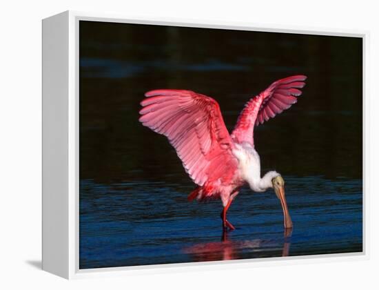 Roseate Spoonbill, Ding Darling National Wildlife Refuge, Sanibel Island, Florida, USA-Charles Sleicher-Framed Premier Image Canvas