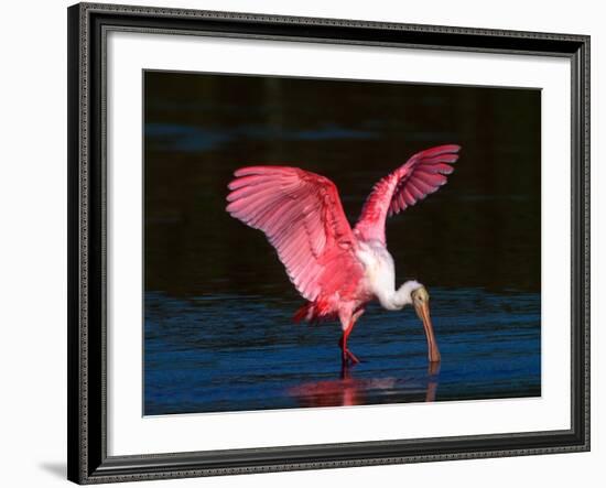 Roseate Spoonbill, Ding Darling National Wildlife Refuge, Sanibel Island, Florida, USA-Charles Sleicher-Framed Photographic Print