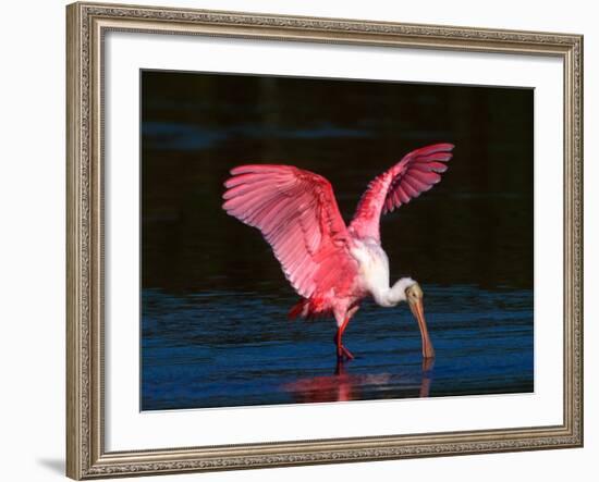 Roseate Spoonbill, Ding Darling National Wildlife Refuge, Sanibel Island, Florida, USA-Charles Sleicher-Framed Photographic Print