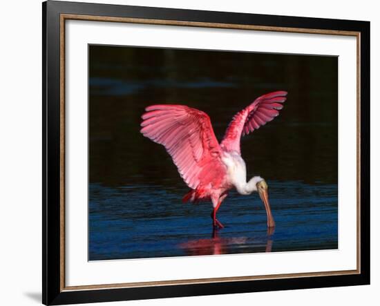 Roseate Spoonbill, Ding Darling National Wildlife Refuge, Sanibel Island, Florida, USA-Charles Sleicher-Framed Photographic Print