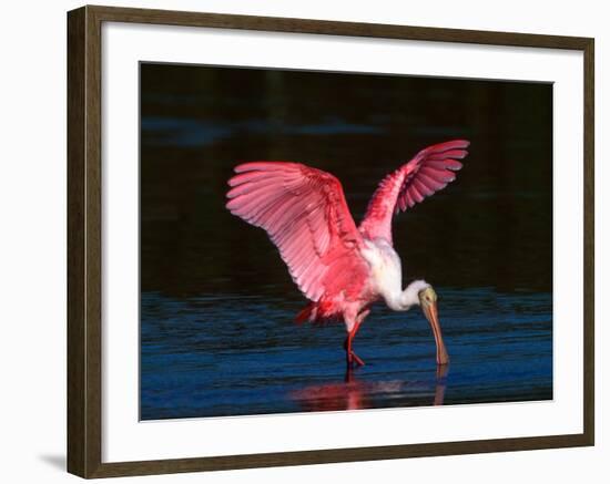 Roseate Spoonbill, Ding Darling National Wildlife Refuge, Sanibel Island, Florida, USA-Charles Sleicher-Framed Photographic Print