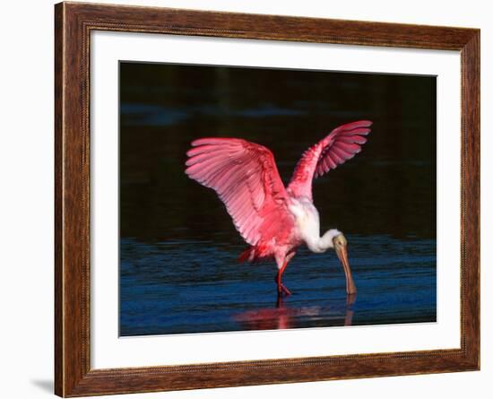 Roseate Spoonbill, Ding Darling National Wildlife Refuge, Sanibel Island, Florida, USA-Charles Sleicher-Framed Photographic Print