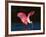 Roseate Spoonbill, Ding Darling National Wildlife Refuge, Sanibel Island, Florida, USA-Charles Sleicher-Framed Photographic Print