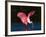 Roseate Spoonbill, Ding Darling National Wildlife Refuge, Sanibel Island, Florida, USA-Charles Sleicher-Framed Photographic Print